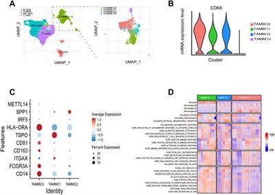 The Chemokines Initiating and Maintaining Immune Hot Phenotype Are Prognostic in ICB of HNSCC